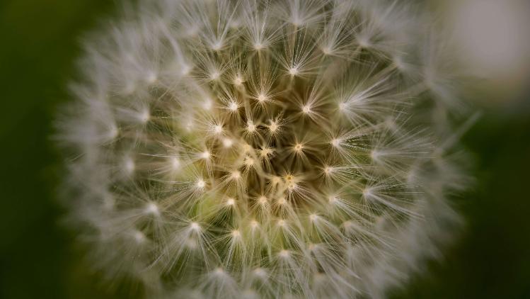Dandelion image used for psychology to represent complexities of the brain